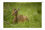Kirk's Dik-dik Resting in Grass by Anonymous