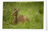 Kirk's Dik-dik Resting in Grass by Anonymous