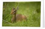 Kirk's Dik-dik Resting in Grass by Anonymous