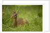 Kirk's Dik-dik Resting in Grass by Anonymous