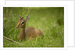 Kirk's Dik-dik Resting in Grass by Anonymous