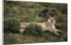 Wild Puma in Chile by Anonymous