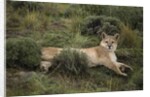 Wild Puma in Chile by Anonymous