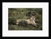 Wild Puma in Chile by Anonymous