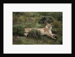 Wild Puma in Chile by Anonymous