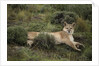 Wild Puma in Chile by Anonymous
