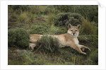 Wild Puma in Chile by Anonymous