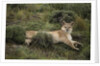 Wild Puma in Chile by Anonymous