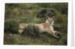 Wild Puma in Chile by Anonymous