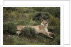 Wild Puma in Chile by Anonymous