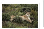 Wild Puma in Chile by Anonymous