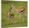 Thompson's Gazelle with Young by Anonymous