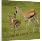 Thompson's Gazelle with Young by Anonymous