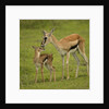 Thompson's Gazelle with Young by Anonymous