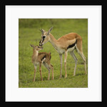 Thompson's Gazelle with Young by Anonymous