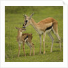 Thompson's Gazelle with Young by Anonymous