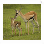 Thompson's Gazelle with Young by Anonymous