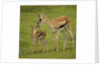Thompson's Gazelle with Young by Anonymous