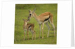 Thompson's Gazelle with Young by Anonymous
