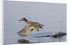Green-Winged Teal drakes takes off by Anonymous
