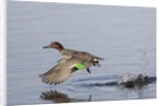 Green-Winged Teal drakes takes off by Anonymous