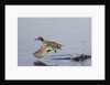 Green-Winged Teal drakes takes off by Anonymous