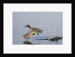 Green-Winged Teal drakes takes off by Anonymous