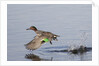 Green-Winged Teal drakes takes off by Anonymous