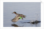 Green-Winged Teal drakes takes off by Anonymous
