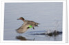 Green-Winged Teal drakes takes off by Anonymous