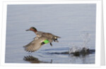 Green-Winged Teal drakes takes off by Anonymous
