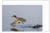 Green-Winged Teal drakes takes off by Anonymous