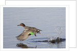 Green-Winged Teal drakes takes off by Anonymous