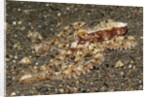 Mosaic Octopus by Anonymous