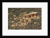 Mosaic Octopus by Anonymous