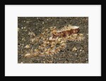 Mosaic Octopus by Anonymous