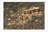 Mosaic Octopus by Anonymous