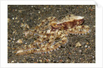 Mosaic Octopus by Anonymous