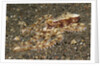 Mosaic Octopus by Anonymous