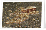 Mosaic Octopus by Anonymous