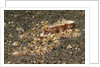 Mosaic Octopus by Anonymous