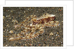 Mosaic Octopus by Anonymous