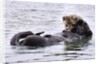 Southern Sea Otter floats with paws out of the water by Anonymous