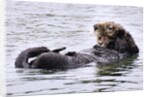 Southern Sea Otter floats with paws out of the water by Anonymous