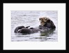 Southern Sea Otter floats with paws out of the water by Anonymous