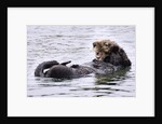 Southern Sea Otter floats with paws out of the water by Anonymous