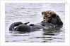 Southern Sea Otter floats with paws out of the water by Anonymous