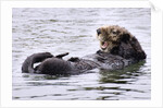 Southern Sea Otter floats with paws out of the water by Anonymous