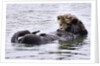 Southern Sea Otter floats with paws out of the water by Anonymous