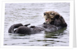 Southern Sea Otter floats with paws out of the water by Anonymous